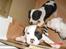 Staffordshire bull terrier Ozzy