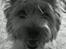 Cairn terrier Nova R.I.P. - Frække hunden