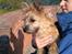 Cairn terrier Nova R.I.P. - Kigger på fugle ved Hald Ruin