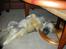 Islandsk fårehund SIGLA (R.I.P - 2022) - På besøg hos søster Katla - og ih hvor er jeg blevet træt - 6 mdr.