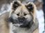 Islandsk fårehund SIGLA (R.I.P - 2022) - Skønt med alt den sne - 7 mdr.