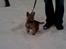 Cairn terrier Nova R.I.P. - Med en tur på kælkebakken
