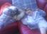 Lhasa apso werner