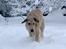 Irsk ulvehund Anouk