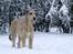 Irsk ulvehund Anouk