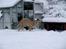 Irsk ulvehund Anouk