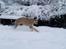 Irsk ulvehund Anouk