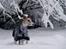 Whippet Cilla