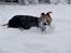 Whippet Cilla