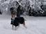 Whippet Cilla