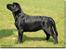 Labrador retriever Lab tasso Cle'o
