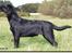 Labrador retriever Lab tasso Cle'o