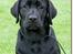 Labrador retriever Lab tasso Cle'o - Bmukke Cle´o mors pige