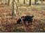 Labrador retriever Lab tasso Cle'o