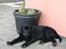 Labrador retriever Lab tasso Cle'o