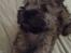 Cairn terrier Nova R.I.P. - Hyggetrolden