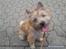 Cairn terrier Nova R.I.P.