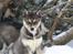 Siberian husky Luna 