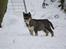 Siberian husky Luna 