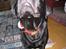 Labrador retriever Benjos black Chivas - Bassen juleaften 2009 ;)