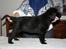 Labrador retriever Aiyo - Juelsgaard´s Queen of Diamonds som hvalp
