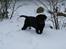 Labrador retriever Aiyo