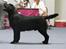 Labrador retriever Aiyo - Aiyo´s far: Withara´s Sarahs Lovely Robin