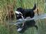 Labrador retriever Aiyo - Aiyo´s far Robin apporterer en gås på en markprøve