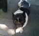 Fransk bulldog Tyson