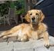 Golden retriever Bella