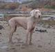 Weimaraner Hot shoot´s hero