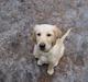 Golden retriever bamse