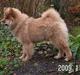 Eurasier Kærlundegård´s U-Akka