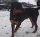 Rottweiler Jackson *R.I.P 29/12-09*