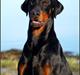 Dobermann Mighty Triton V Masterhof