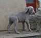 Weimaraner Hot Shoot´s Krimi HD A/B