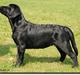 Labrador retriever Lab tasso Cle'o