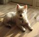 West highland white terrier Sofus (Himmelhund 15/6-2017)