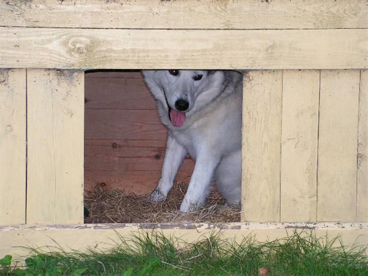 Siberian husky Quatro - Jeg elsker mit hundehus billede 12