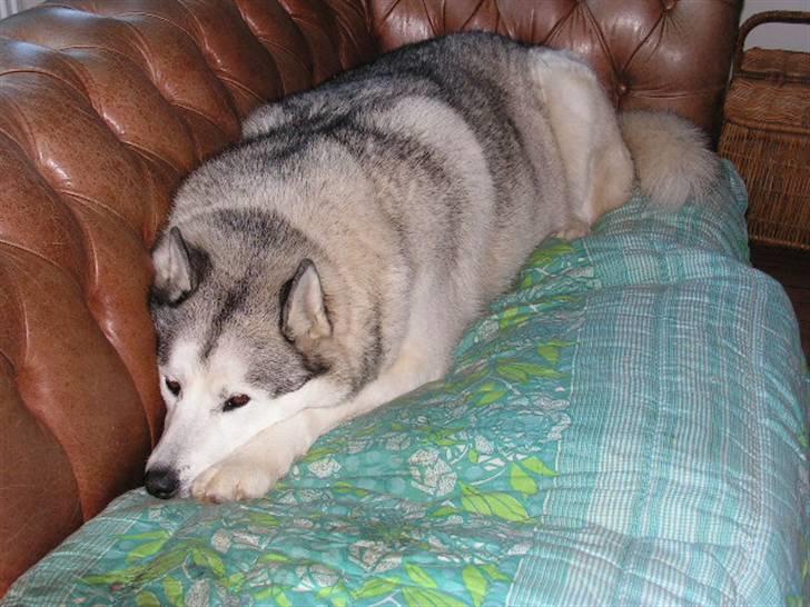 Siberian husky Quatro - Min yndlingssofa billede 13
