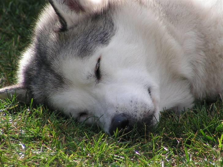 Siberian husky Quatro - Sover ! billede 14