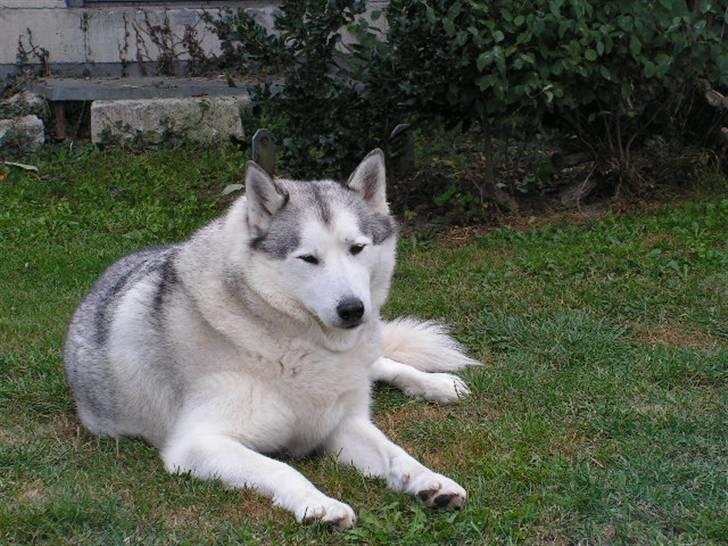 Siberian husky Quatro - Afslapning i haven billede 15