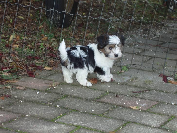 Biewer yorkshire terrier BAILEY billede 1