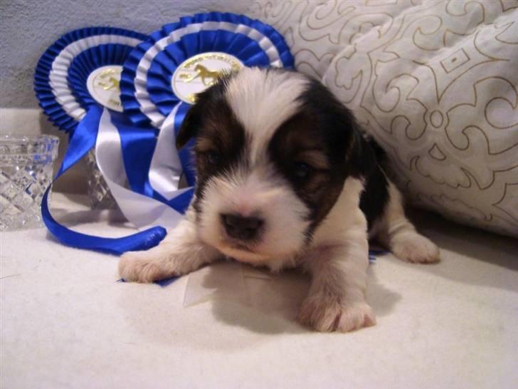 Biewer yorkshire terrier BAILEY billede 2