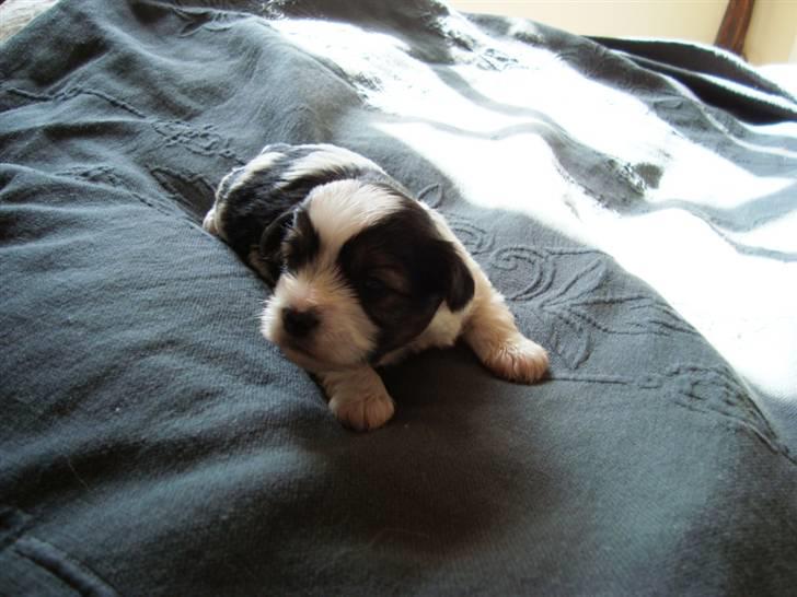 Biewer yorkshire terrier BAILEY billede 3