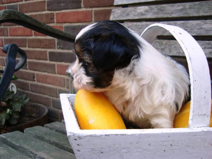 Biewer yorkshire terrier BAILEY billede 4