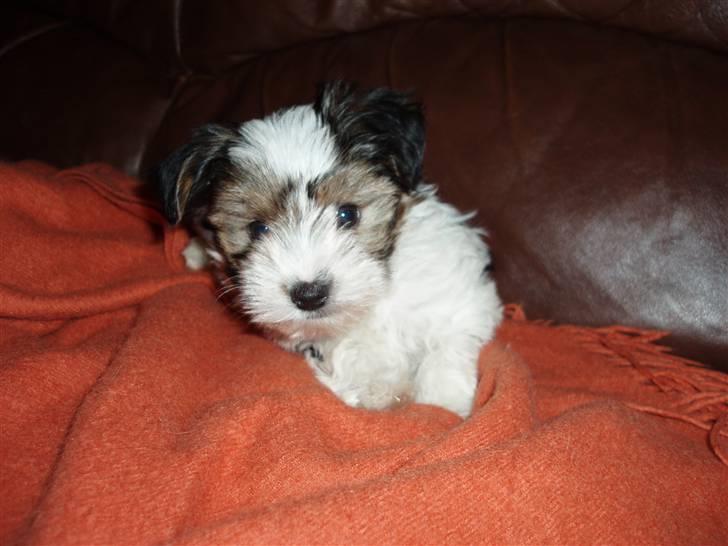 Biewer yorkshire terrier BAILEY billede 5