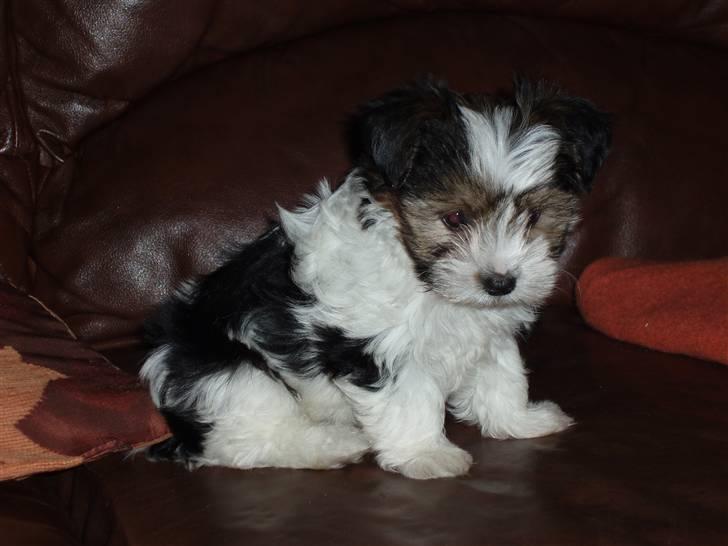Biewer yorkshire terrier BAILEY billede 6