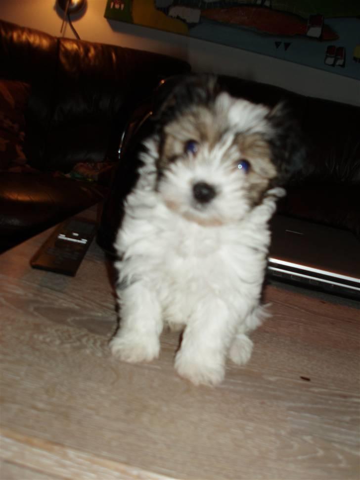 Biewer yorkshire terrier BAILEY billede 7