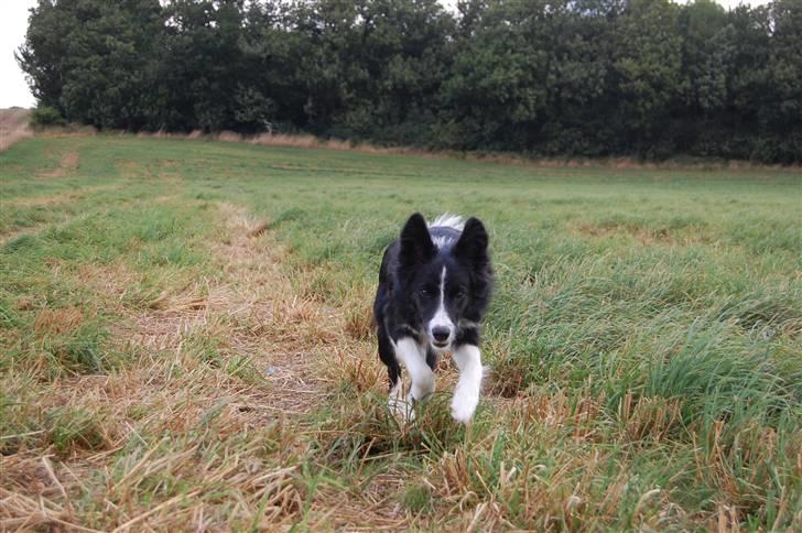 Border collie Jessy billede 1